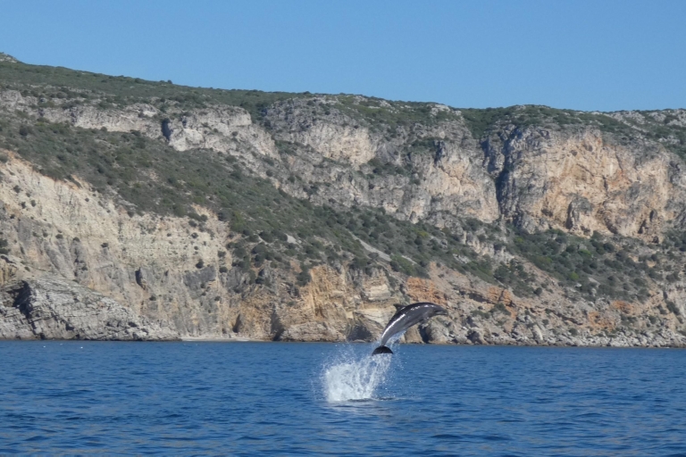 Arrábida natuurpark: dolfijnen spotten