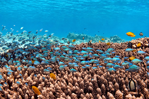From Lombok: 3-Gili Islands Snorkeling with Turtles & Reefs Half-Day Private Snorkeling Tour from Gili Meno