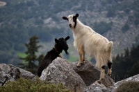 The Theriso Gorge and Village E-Bike Adventure - Housity