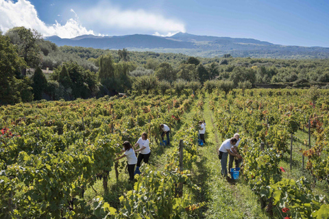 Desde Mesina Excursión de un Día al Volcán Etna, Bodegas y TaorminaExcursión de un día al Volcán Etna, Bodegas y Taormina desde Mesina