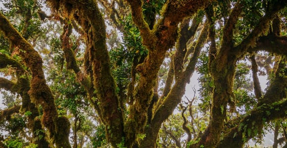 Rabaçal Nature Experience: Alecrim & Lagoa do Vento Hike