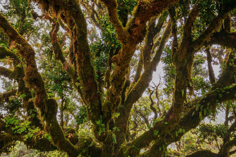 Rabaçal Nature Experience: Alecrim & Lagoa do Vento Hike