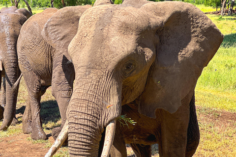 Victoria Falls: Elecrew através dos olhos de um elefante