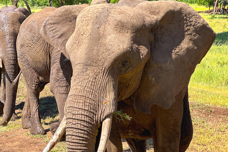 Victoria Falls: Elecrew Through The Eyes Of An Elephant