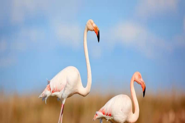 2 Days / 1 Night Awash National Park Wildlife Safari
