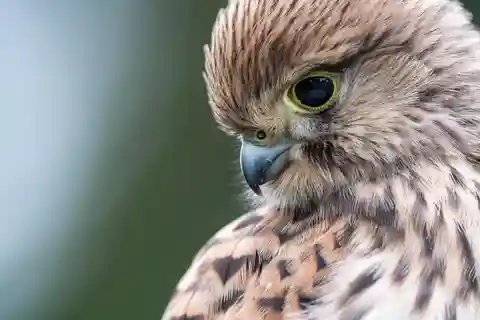 Viena: Observação de aves urbanas - Excursão guiada para observação de aves na cidade grande!