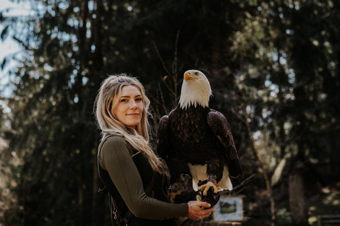 Ruhla: Ticket für eine Flugshow mit Adler, Uhu und Co.