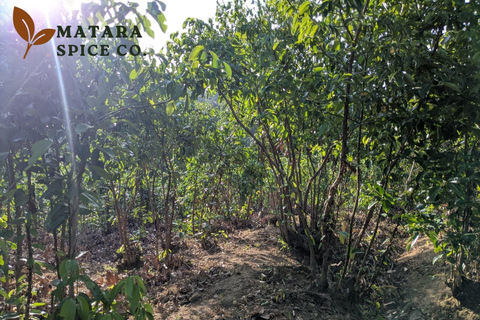 Mirissa: Cinnamon Garden Tour with Peeling Class