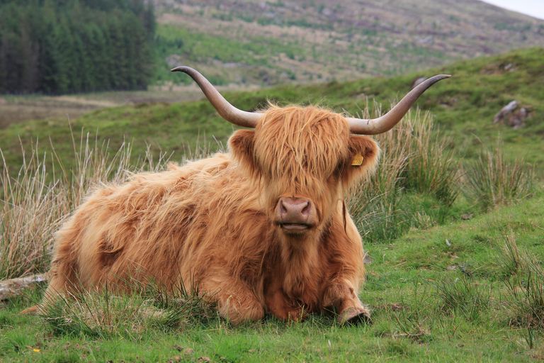 Edinburgh: Scottish Highlands & Glencoe Day Tour St Andrews