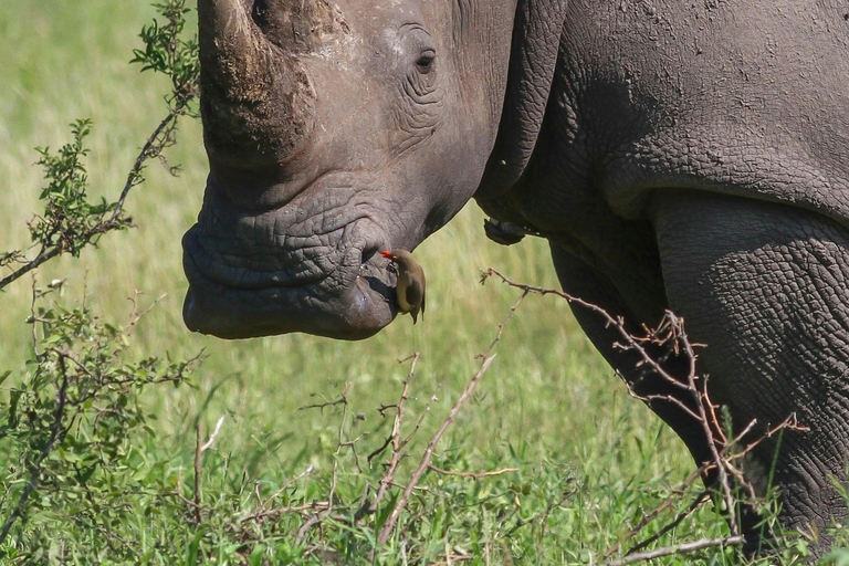 From Livingstone: Mosi-oa-Tunya National Park Safari & Rhino Walk Mosi Oa Tunya guided game drive and Rhino Walk encounter