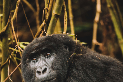 Rwanda Gorilla Trekking SAfaris