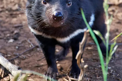 Hobart: MONA, Salamanca Place, Zoo, and Mt Wellington Tour