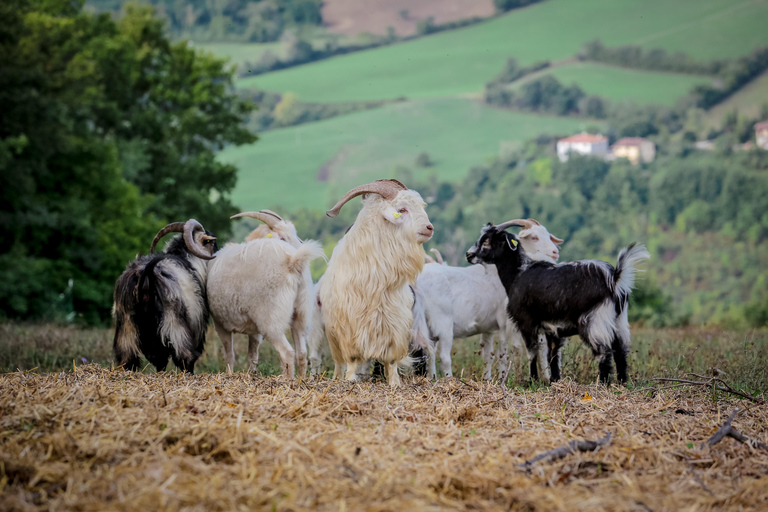 Rimini: San Leo Cashmere Farm Experience San Leo Cashmere: Grazing with the Shepherd