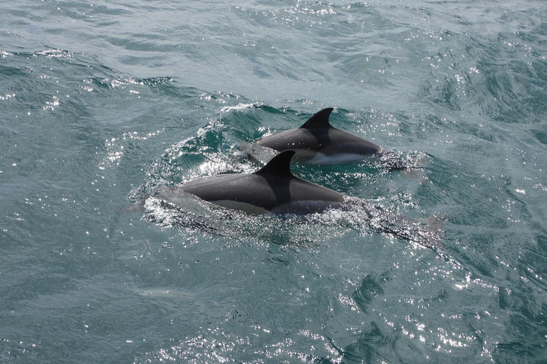 From Cádiz Bay: Gibraltar Dolphin Watching Tour