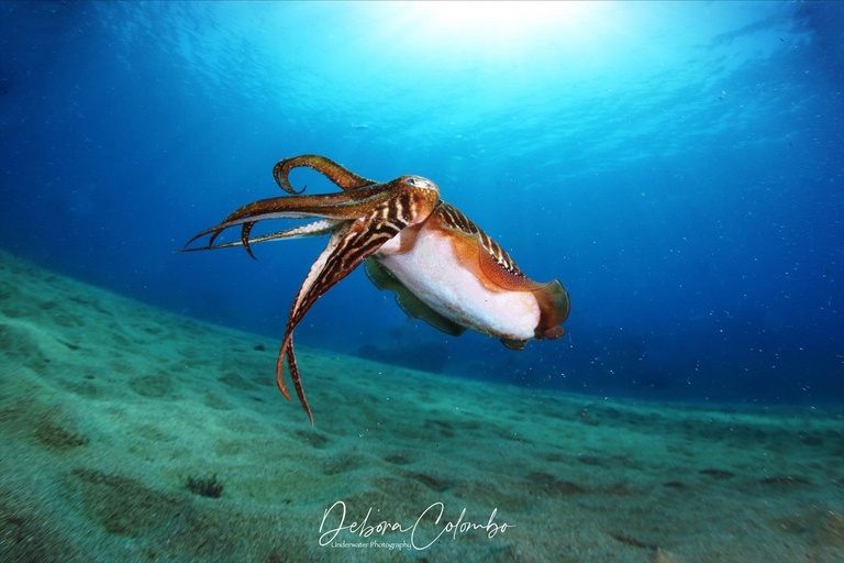 Guided Snorkeling Experience