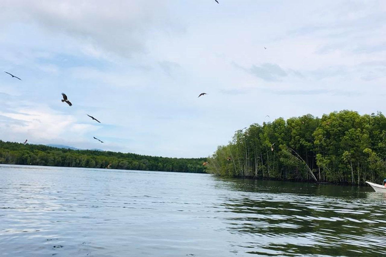 Langkawi : Excursion en bateau rapide dans la mangrove de Tanjung RhuBateau partagé avec transfert privé et déjeuner