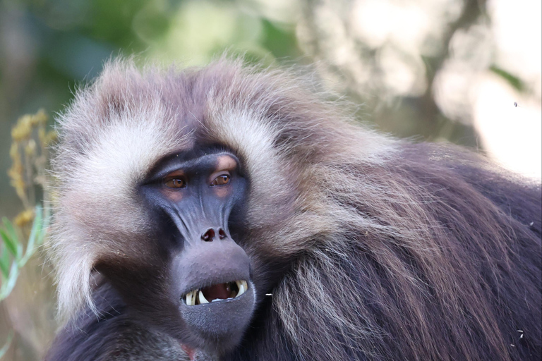Addis Ababa: Debre Libanos Wildlife Tour