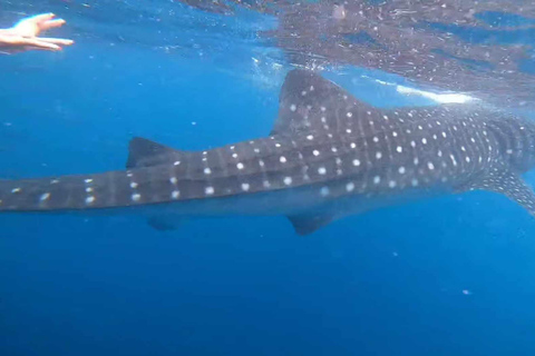 CEBU : Observation des requins-baleines + Barre de sable de Sumilon + Chutes de Tumalog