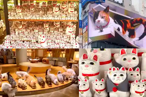 東京：豪徳寺猫寺、新宿猫カフェ、3D猫ツアー