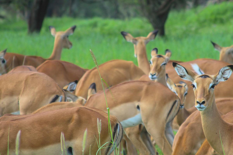 Impresionante excursión de un día al Parque Nacional del Lago Manyara