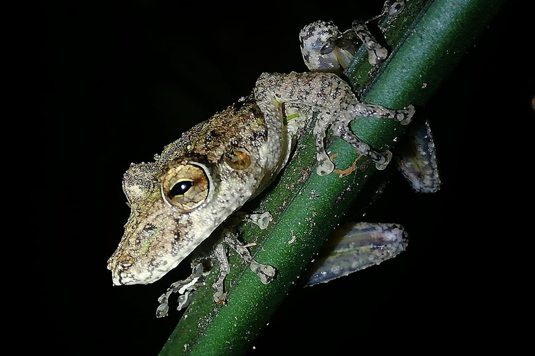 Monteverde Hanging Bridges and Night Walk Tour Rain forest night tour