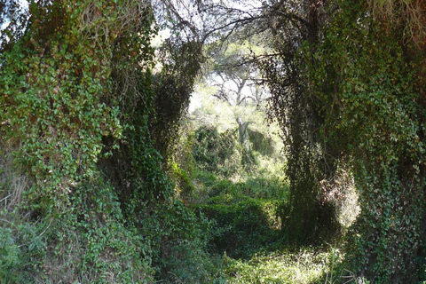 Discover the Devesa and the Albufera: Guided tour