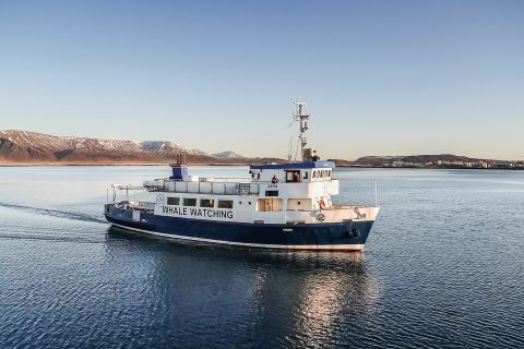 Reykjavík: Båtutflykt med valskådning