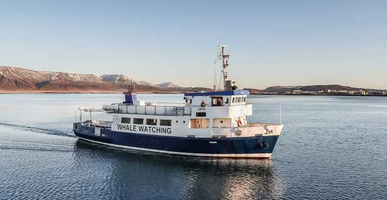 Reykjavík: Plavba za veľrybami a morským životom