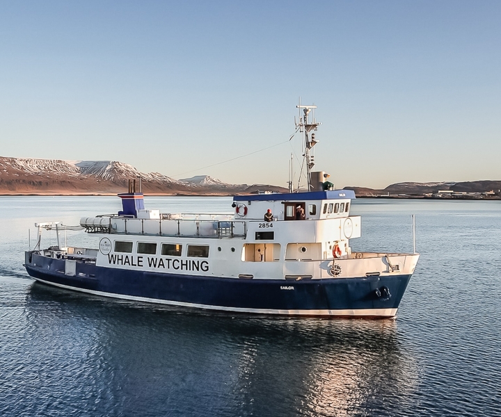 Reykjavík: Passeio de Barco de Observação de Baleias e Vida Marinha