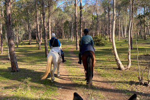 Horseback riding through dunes and pine forests to the beach in Side Horseback riding through dunes and pine forests to Side Beach