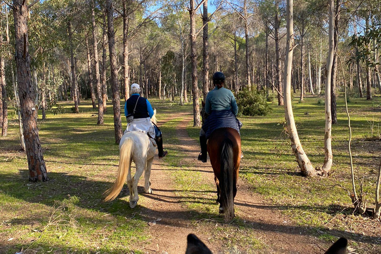 Horseback riding through dunes and pine forests to the beach in Side Horseback riding through dunes and pine forests to Side Beach