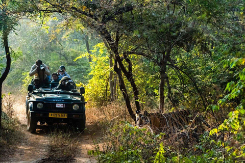 Da Jaipur: Safari nel Parco Nazionale di Ranthambore con trasferimenti