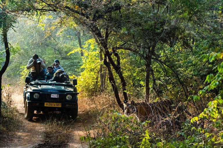 Depuis Jaipur : Safari dans le parc national de Ranthambore avec transferts