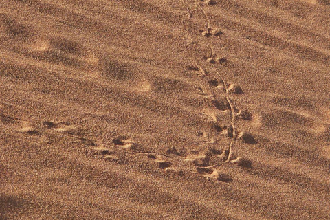 From Swakopmund: 2-Day Sossusvlei Scenic Journey (1 Night)