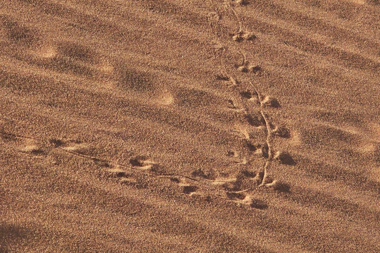 From Swakopmund: 2-Day Sossusvlei Scenic Journey (1 Night)