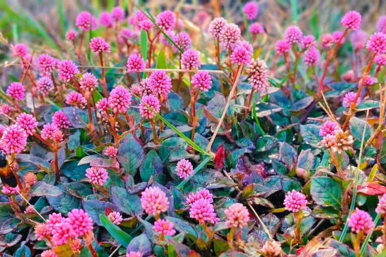 Sri Lanka: 10-Day Wildlife, Culture & Scenic Adventure