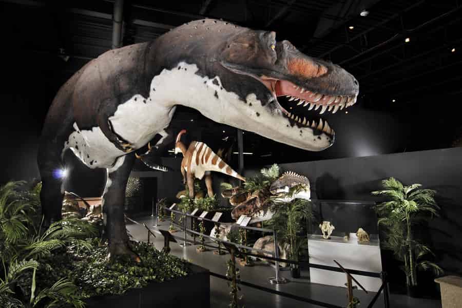 Branson Dinosaur Museum: Eintrittskarte. Foto: GetYourGuide Branson Dinosaur Museum: Eintrittskarte. Foto: GetYourGuide