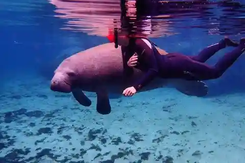Crystal River: VIP Kayak and Swim with Manatees Tour