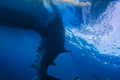 Lombok Sumbawa Best Sharing 2D1N Whale Shark With Snorkeling From Sumbawa Best Sharing 2D1N Whale Shark With Snorkeling