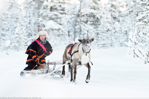 Luleå: Reindeer Sled Ride and Northern Lights Tour