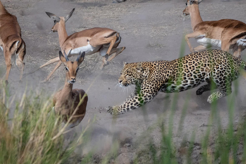 Mikumi i Udzungwa: 4-dniowe safari z Zanzibaru do DaressalaamWylot z Dar es Salaam