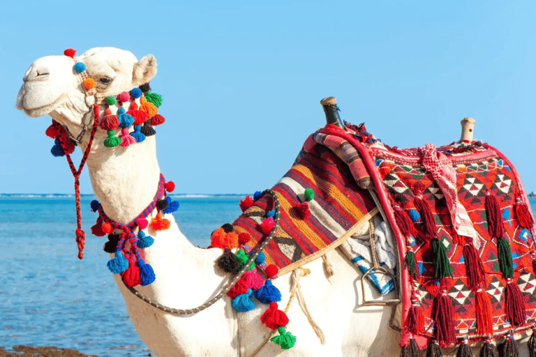 Sharm El Sheikh: Canyon, Blue Hole & Dahab Day Tour Blue Hole Explorer & Snorkeling Adventure