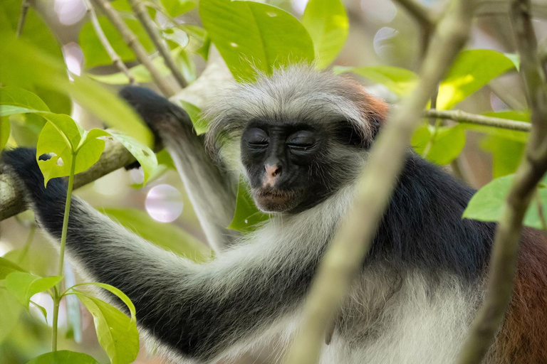 Zanzibar: Jozani forest and Salaam Cave Swim with turtles