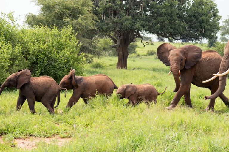 塔兰吉雷国家公园和恩戈罗恩戈罗保护区 2 日游。塔兰吉雷国家公园和恩戈罗恩戈罗火山口 2 日游。