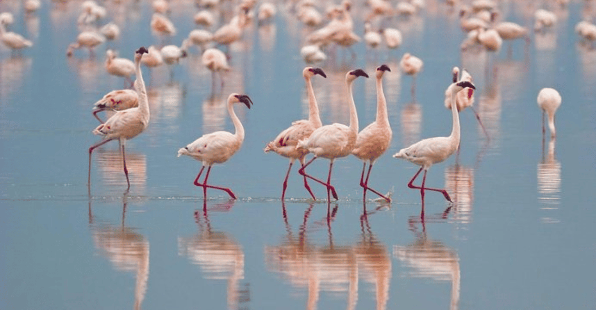 "Bundala National Park Sunrise Wildlife Expedition" - Hizvo