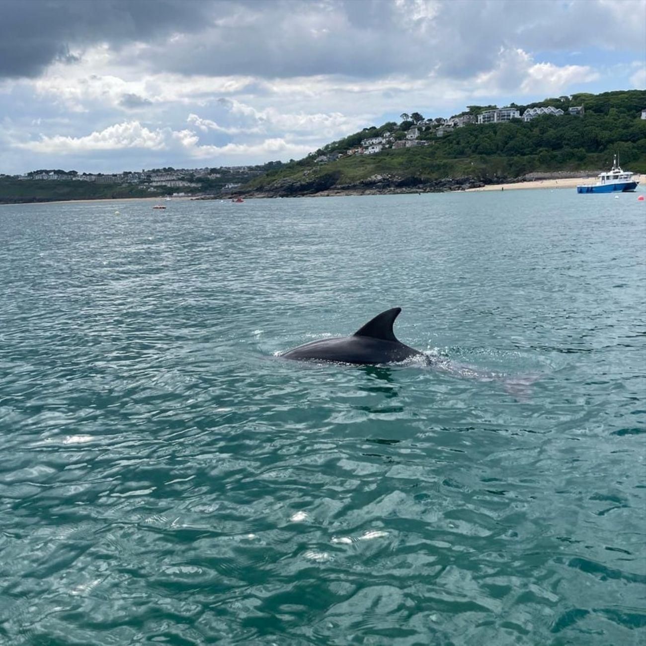 St. Ives: Bootstour zu Seal Island und zum Godrevy Lighthouse