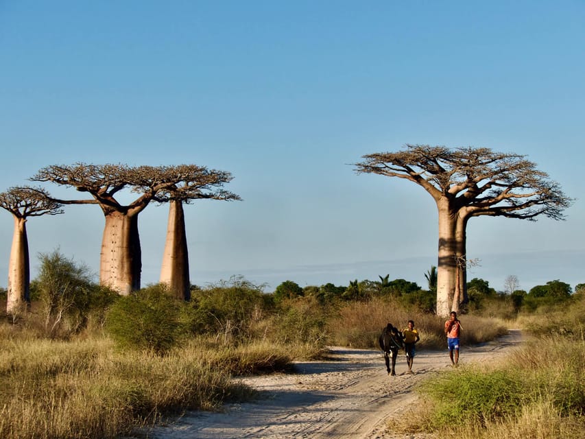 From Antananarivo 8 days Menabe tour to Morondava Tsingy