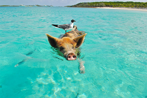 Nassau: Swimming Pigs, Snorkeling, Banana Boat & Beach Fun Pigs interaction, Snorkling, Banana Boat ride, Beach Stop