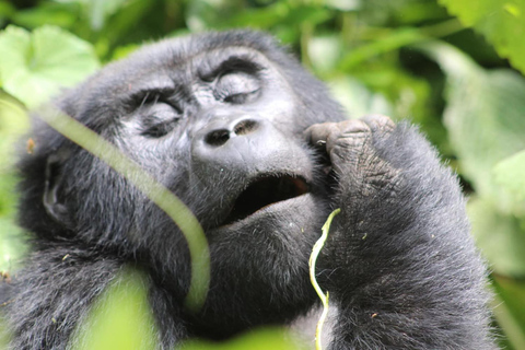 1 giorno di trekking con i gorilla e il centro di ricerca di Karisoke, Volcanoes NP