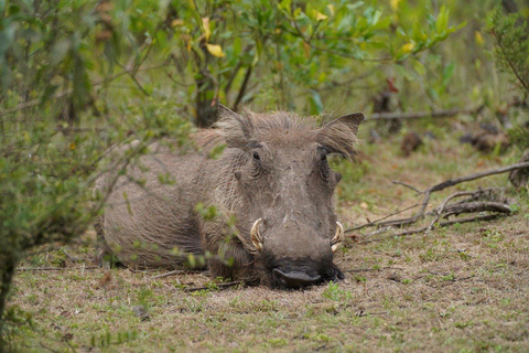 Parc national de Tanzanie : 2 jours 1 nuit Selous de zanzibar